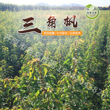 苗圃批发茶条槭树苗3-6分枝三角枫容器绿化工程苗营养杯灌丛绿篱