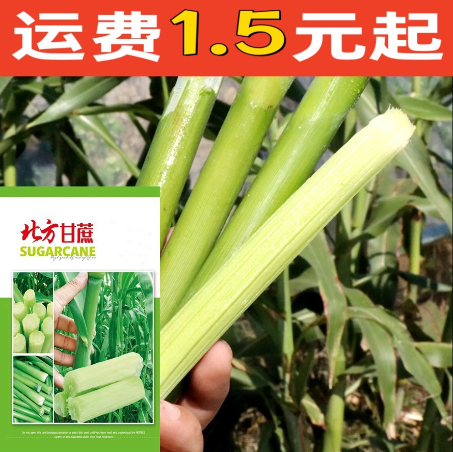 甘蔗种籽种子苗孑 青皮甜高粱小北方南方四季甜杆种植水果高粱杆