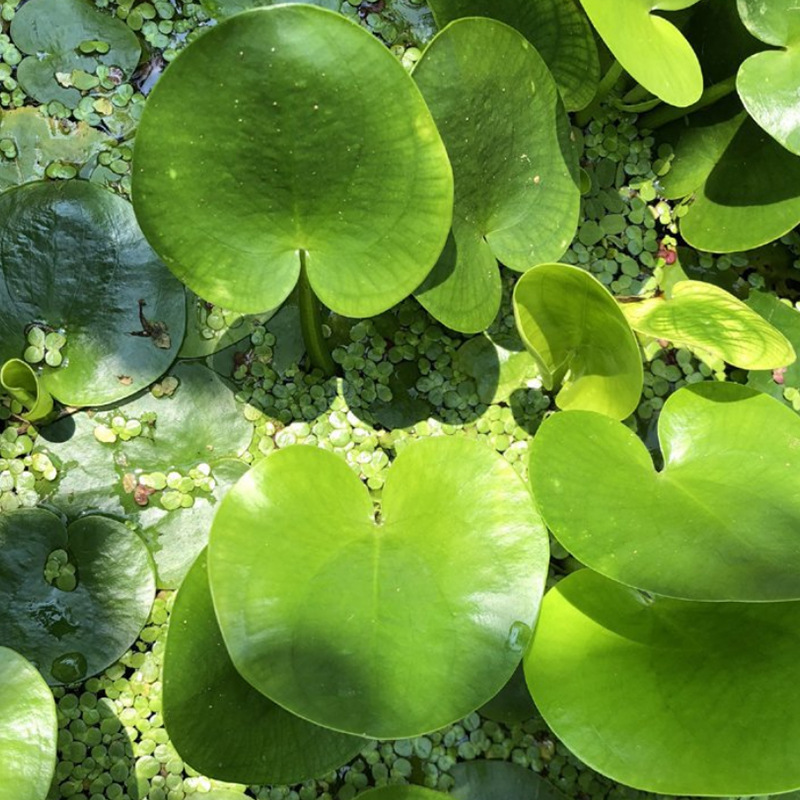 厂家批发 荇菜 浅水性水生植物漂浮水面 庭院水景点缀水生花卉