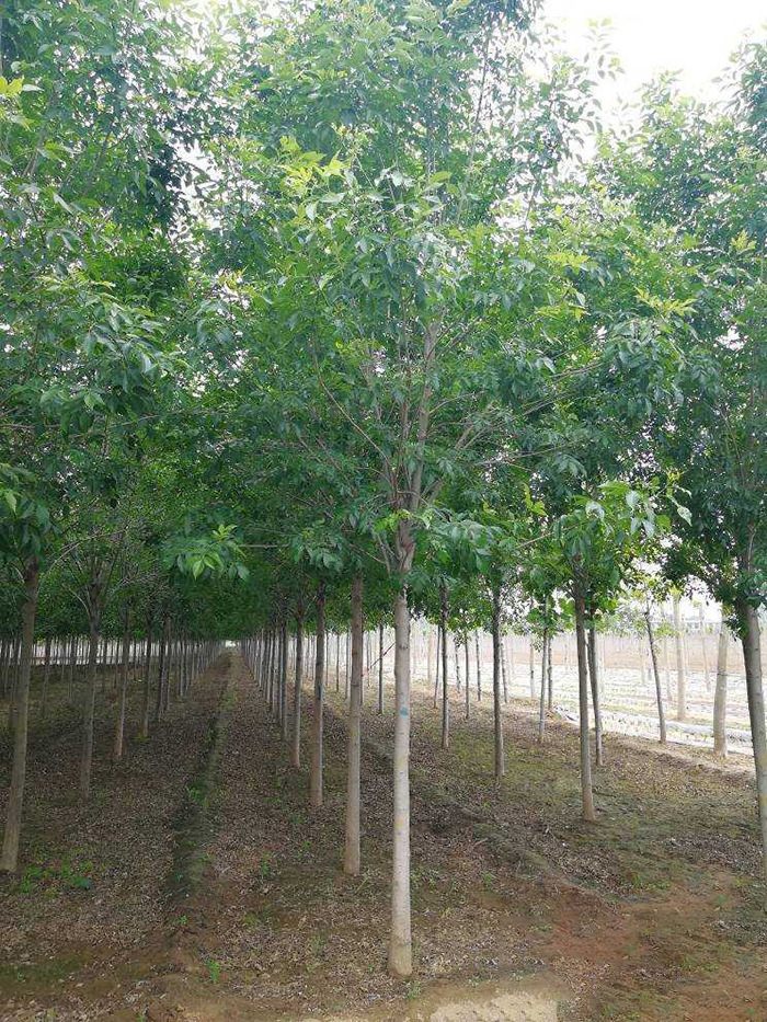 绿化苗木白蜡树苗白蜡杆树苗 速生白蜡对节白蜡大小苗