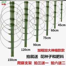 。昙花架子支架固定花架植物支架支撑杆花爬架园艺爬藤支架花卉攀