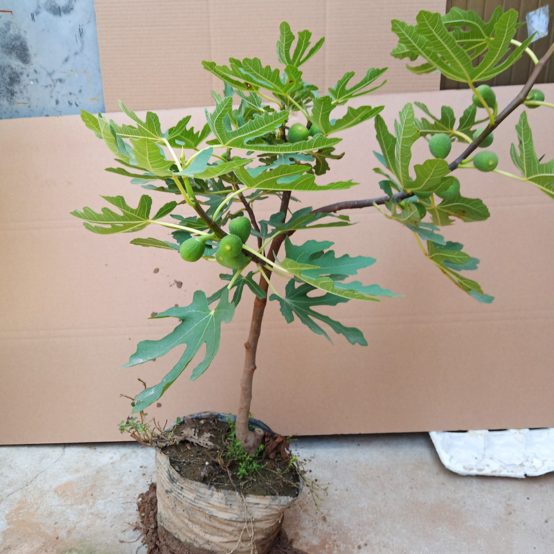 盆栽无花果树果苗矮化苗波姬红南方北方种植室内阳台当年结果带土