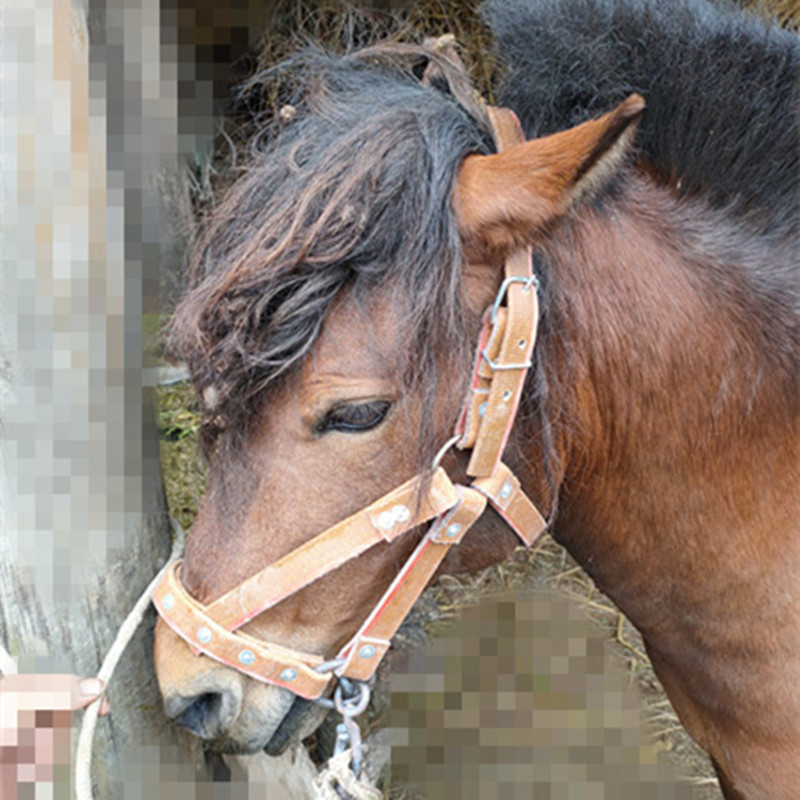 马水勒缰绳笼头纯手工马笼头全套马龙头龙套配件马笼头扣马缰绳