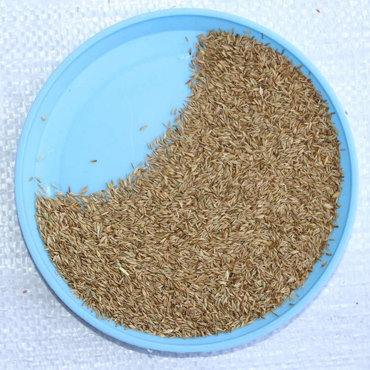 草坪种子 早熟禾种子 果岭草草坪种子早熟禾种子厂家直销
