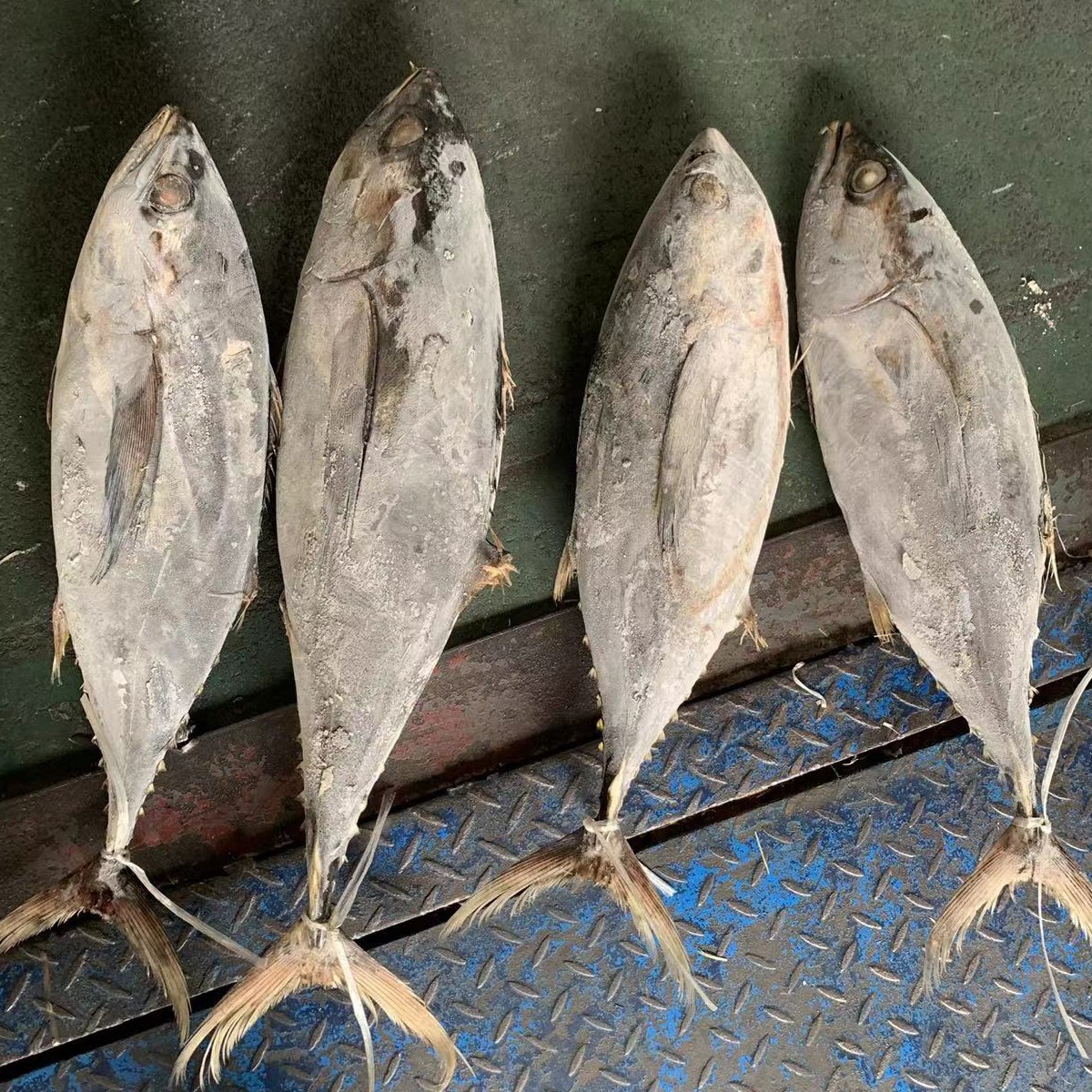 冰鲜黄鳍金枪鱼 整条黄鳍大目金枪鱼 现货批发 罐头原料-阿里巴巴