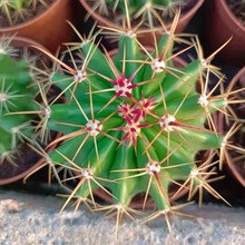 琥头 红刺 赤刺 强刺 仙人球 直径约3.