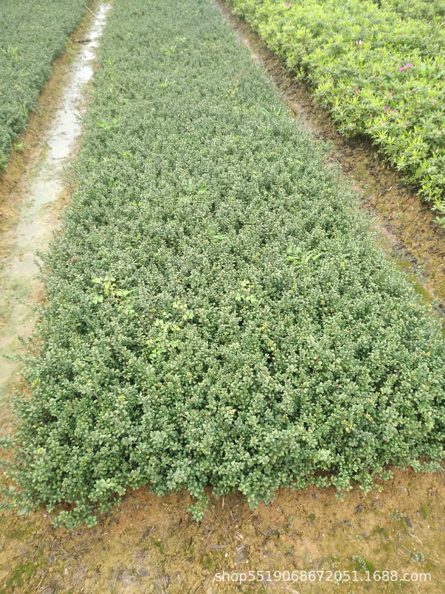 小苗基地直供龟甲冬青小苗小毛球杯苗四季常青色块小苗