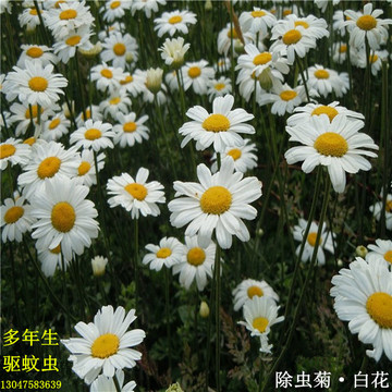 除虫菊种子多年生耐寒植物驱蚊驱蛇盆栽公园庭院四季种易活