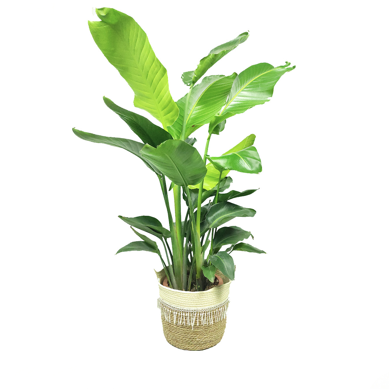 天堂鸟望鹤兰盆栽大型绿叶北欧风净化空气植物客厅办公室盆栽