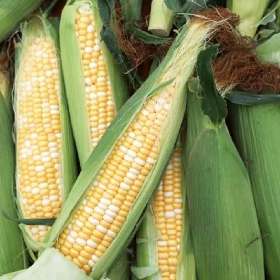 新鲜嫩玉米河南农家玉米棒子老式笨玉米 带皮发货 现掰1斤起发货