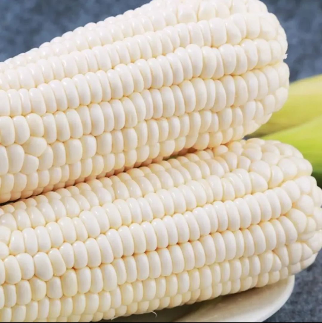 山西小白糯玉米棒 儿童玉米 珍珠白糯 粘糯鲜香 超低价产地直发 5