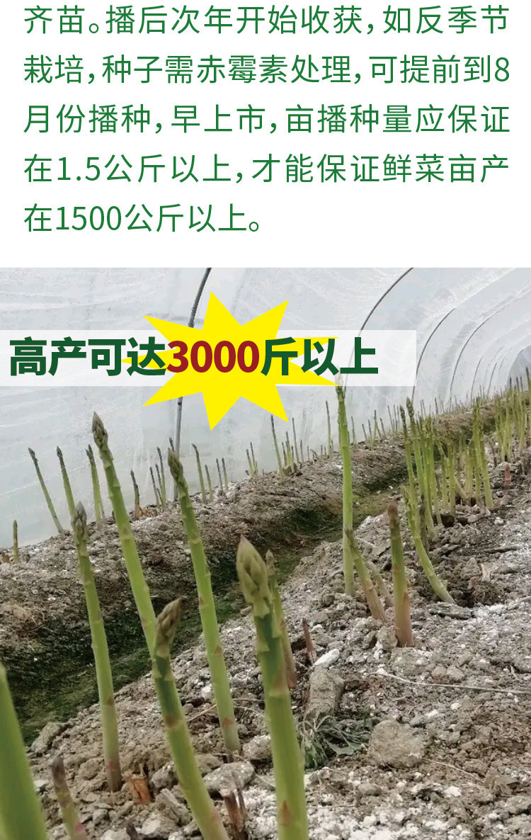 0(%)级别原种品种芦笋商品属性付款成功后1天内安排发货快递064请