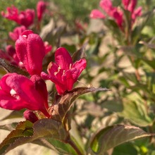 新疆内蒙甘肃宁夏 红王子锦带绿篱 四季锦带球 小苗吉林黑龙江