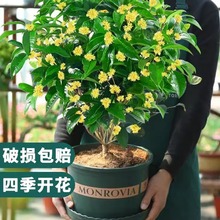 桂花树苗四季桂盆栽可食用开花不断室内阳台庭院浓香型花卉植物