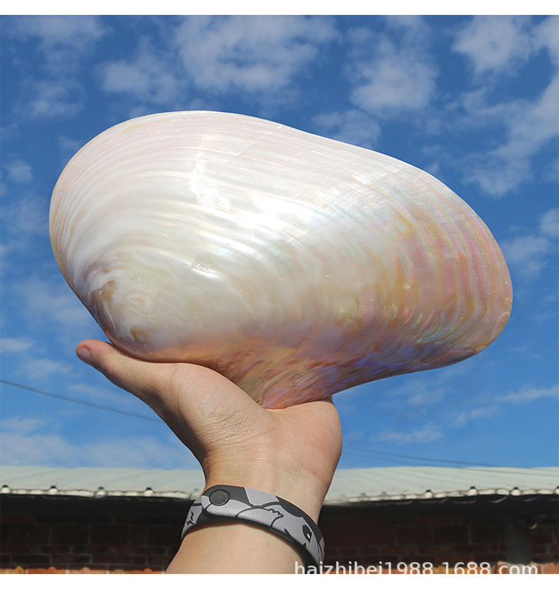 超大珍珠贝天然海螺贝壳光泽双面壳地中海家居装饰摆件创意收藏品