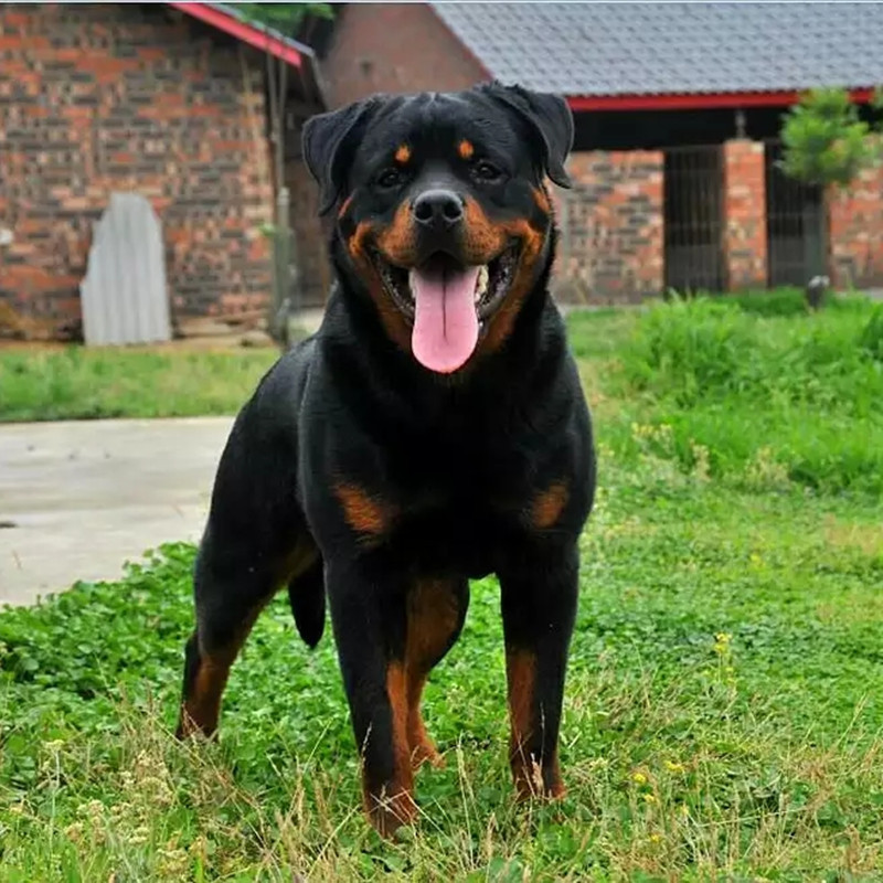 罗威纳幼犬活体 罗威纳犬幼犬幼崽 批发德系罗威纳护卫工作犬