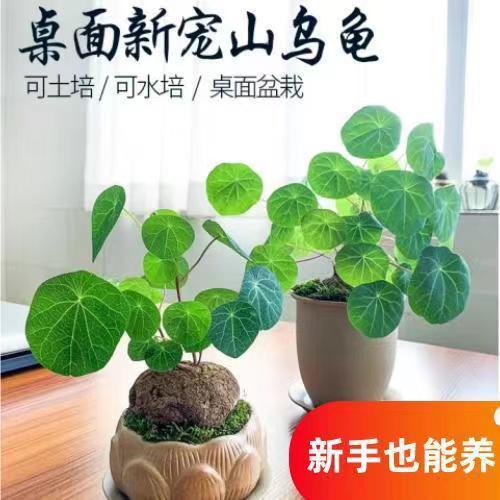 山乌龟植物红藤圆叶金不换绿植净化空气防辐射吸甲醛观叶盆栽爬藤