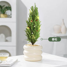 圣诞树香味小香松盆栽桌面好养绿植北欧ins风室内盆景净化空气