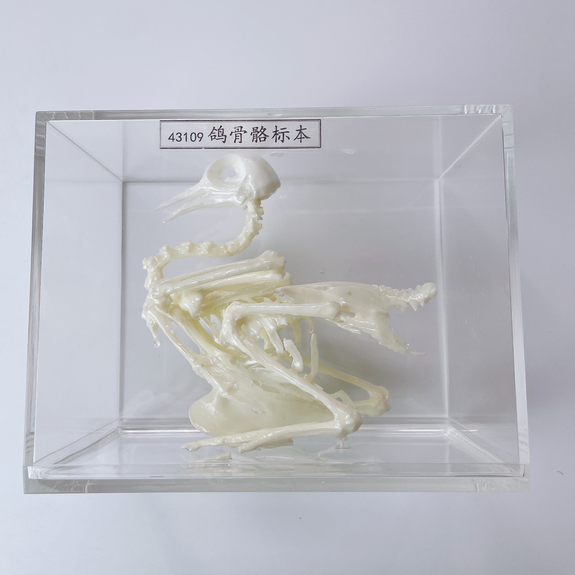 j43109 鸽骨骼标本 生物标本 鸽子骨架模型 教学仪器初中生物模型