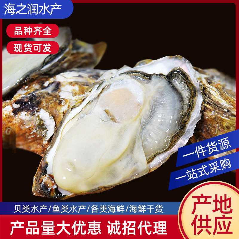 批发连云港海鲜 生蚝 鲜活生蚝 海蛎子海鲜烧烤-阿里巴巴