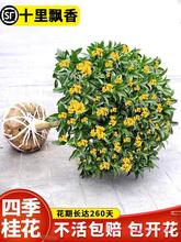 树苗四季桂盆栽开花不断室内阳台庭院大树地栽浓香型花卉直销