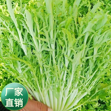 批发蔬菜类野菜苦苣种子10克一包量大批发家庭阳台菜园果蔬苦菜