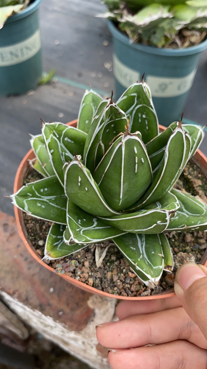 d型世之雪龙舍兰多肉植物掌型仙人球室内小盆栽