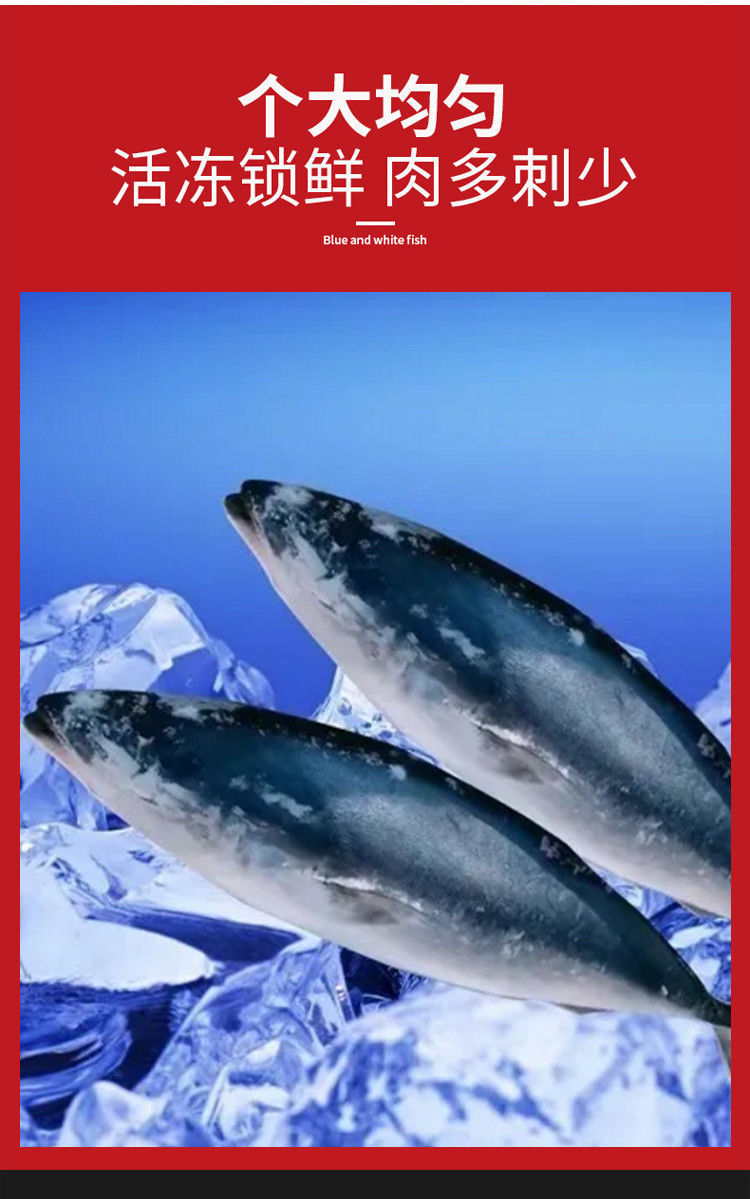 上新大鲅鱼海鱼青甘鱼新鲜冷冻鲜活水产深海大鱼整只