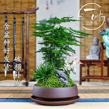 矮生小文竹小盆栽竹子室内花卉绿植物盆景云竹茶桌摆件花盆微景观