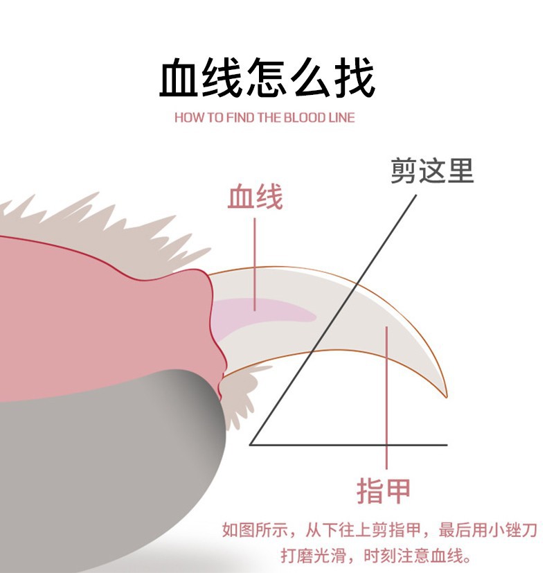 宠物指甲剪led猫咪指甲刀专业照血线指甲钳狗狗剪甲刀宠物用品