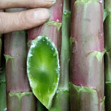 莴笋种子红紫叶莴笋种籽红莴苣春秋冬季大田庭院蔬菜盆栽种孑耐寒