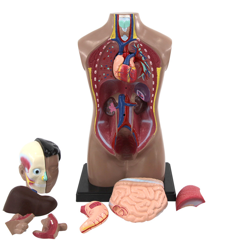 Body Trunk Anatomical Model Organ Detachable Medical Teaching Heart Viscera Model Toy