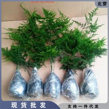 文竹【买一盆送一盆】包活好养发财树绿萝室内绿植花卉盆栽