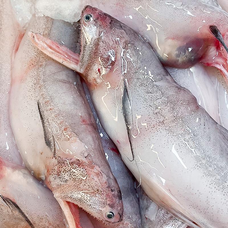 舟山龙头鱼新鲜鲜活九肚鱼冷冻丝丁鱼水潺豆腐鱼海鲜鲜鱼水产