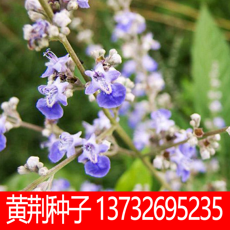 新采荆条种子牡荆种子别称黄荆柴黄金子荆条种子