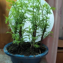 水杉丛林盆景盆栽办公室绿植小植物木本久生植物水养水培微型盆景