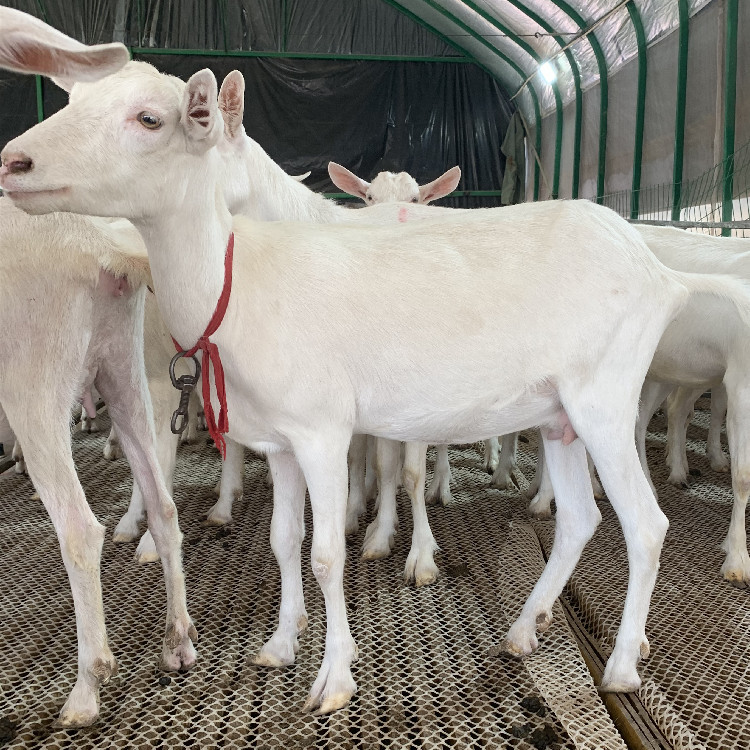 0成交0只一只奶羊一天的利润是多少 纯种萨能奶山羊活羊 奶山羊怀孕