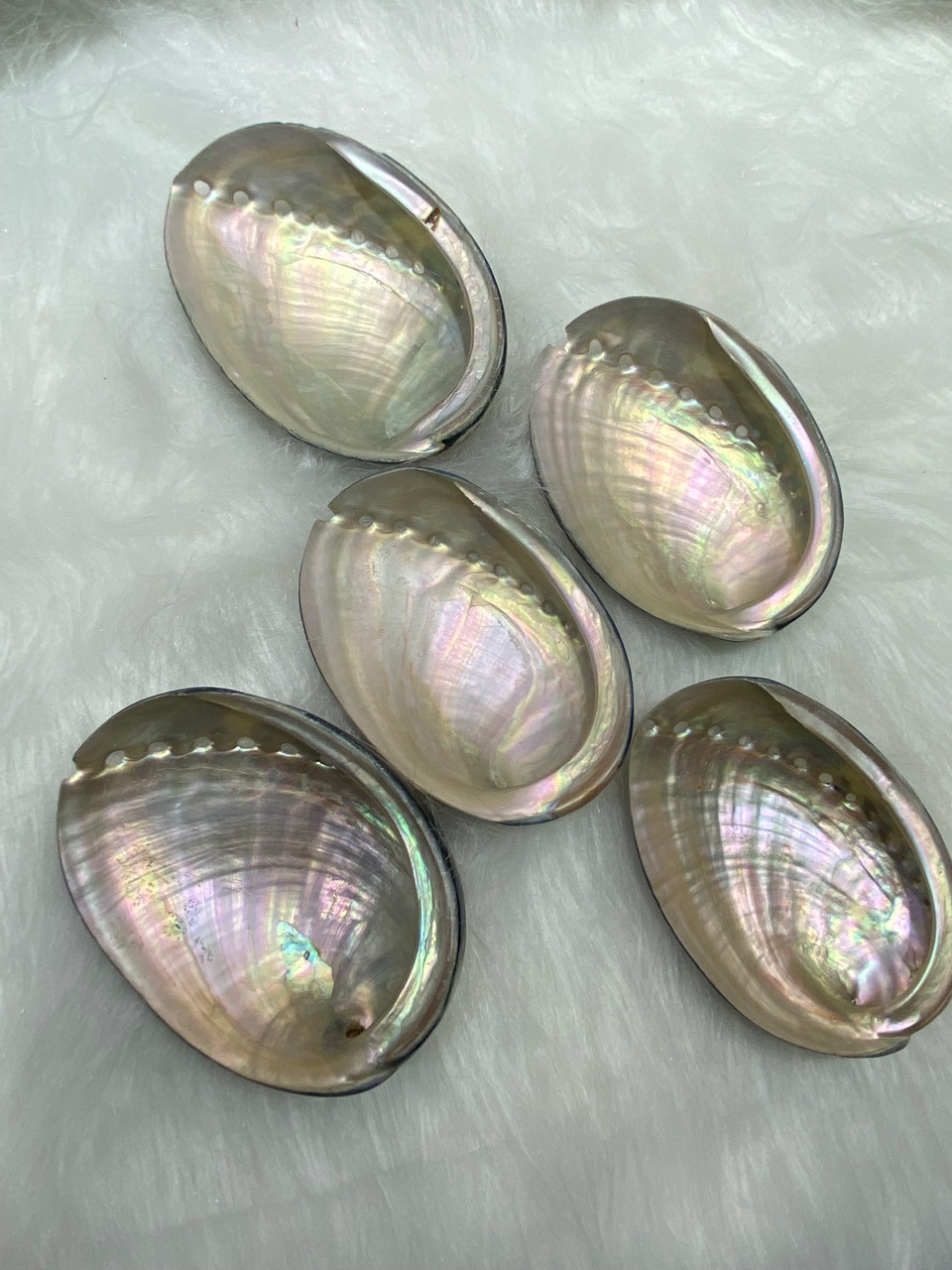 10-11厘米炫彩光泽黑金鲍 黑鲍鱼壳 天然贝壳海螺 鼠尾草燃烧壳