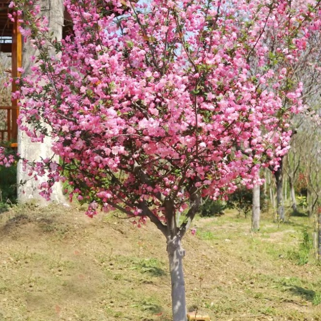 一件代发海棠花树苗庭院花卉植物绿化户外四季常青开花园西府北美