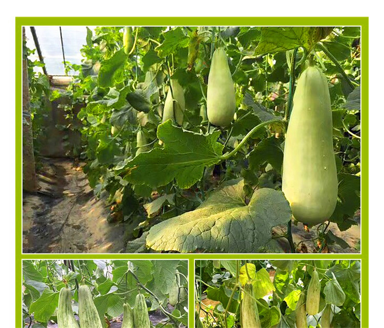 山东羊角蜜甜瓜1斤【z10】