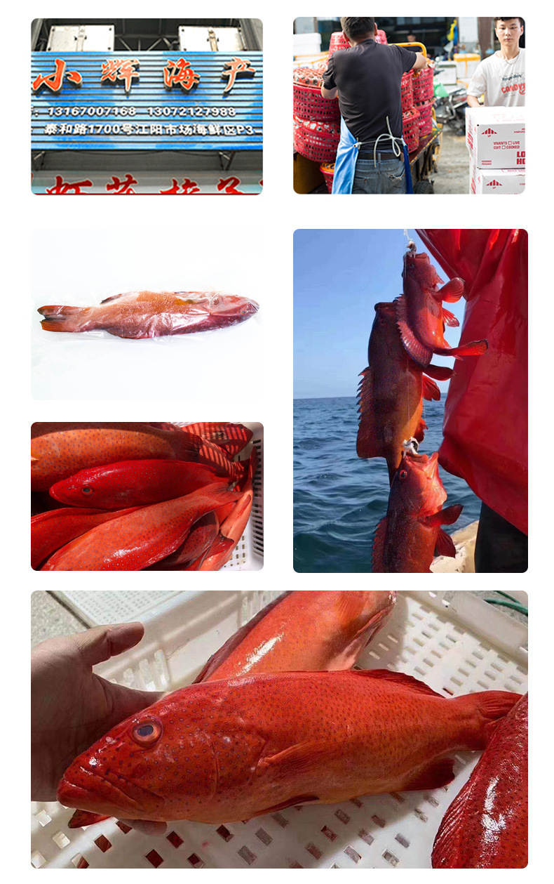 深海东星斑海鲜水产鲜活冷冻东星石斑鱼红斑红星斑燕尾斑顺丰快递