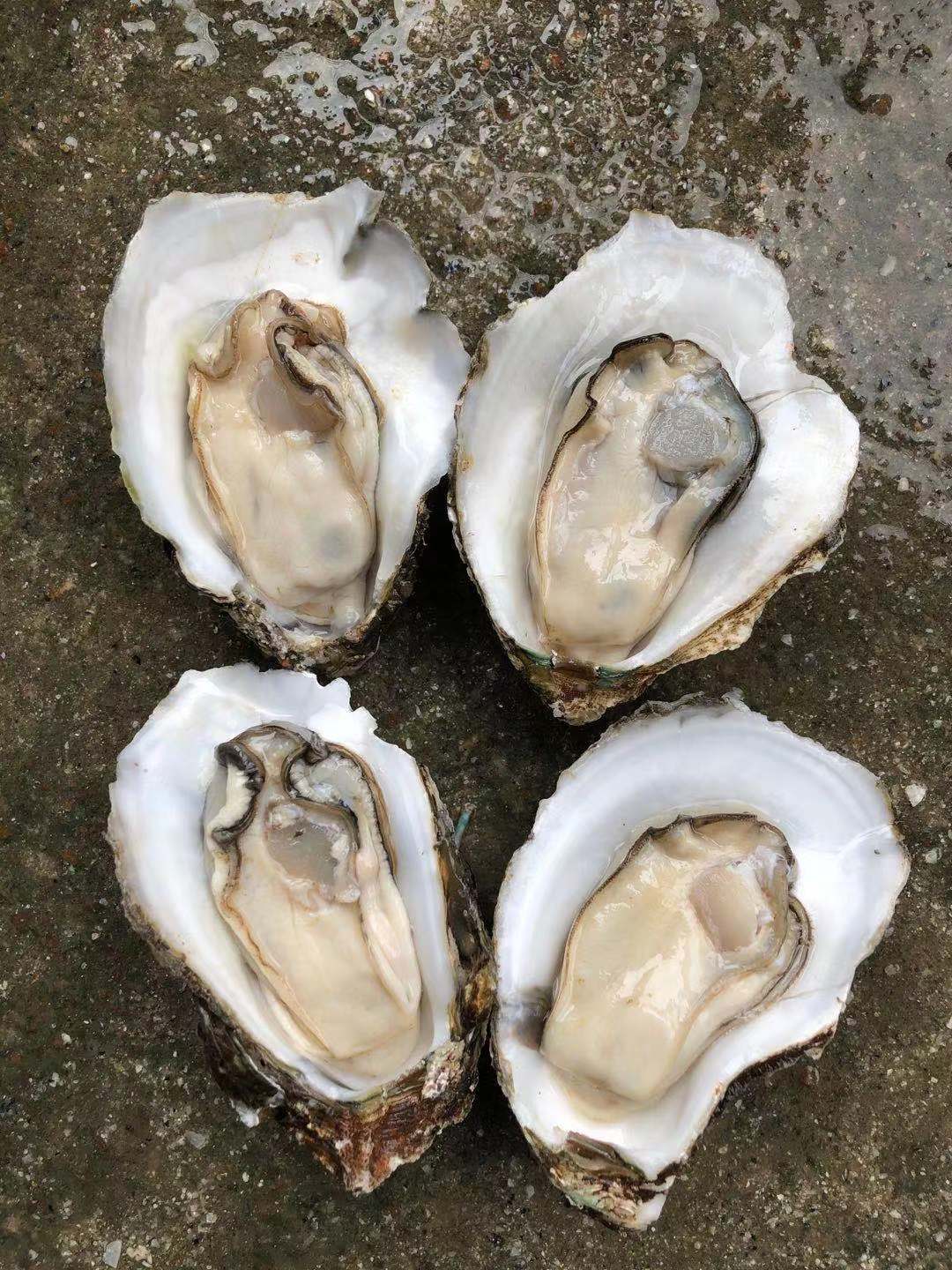 批发,烧烤饭店直供支持代发货,餐饮批发,可开票(咨询客服)小蚝一斤