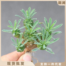 峨眉山多肉块根植物小菠萝盆栽铁甲麒麟大戟科室内办公室桌面绿植