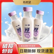 新希望芋泥厚乳荔浦瓶装风味牛奶原味营养饮品255ml*6瓶风味乳