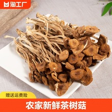 500g古田农家茶树菇特级2023新鲜干货250g香菇蘑菇鹿茸菇营养美味