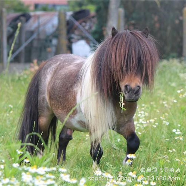 矮马宠物马活物德保矮脚马儿童小矮马骑乘蒙古大马出租出售活体