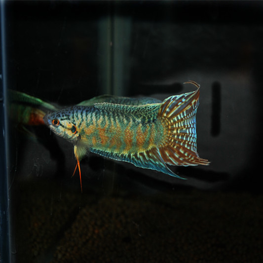 蓝叉斗鱼中国斗鱼冷水观赏鱼淡水好养小鱼易活不打氧人工改良