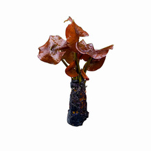 红荷根睡莲科水草易活好养净化水质红莲植物水面开花草缸装饰造景