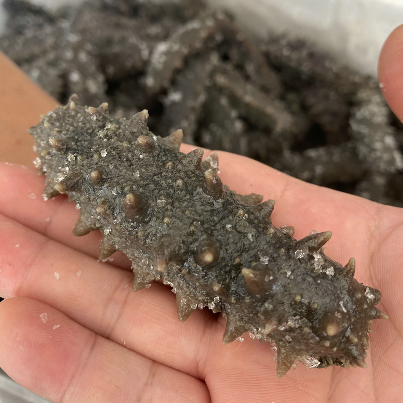 霞浦直发拉缸盐海参 半盐干海参生鲜水产批发现货水产量大价优