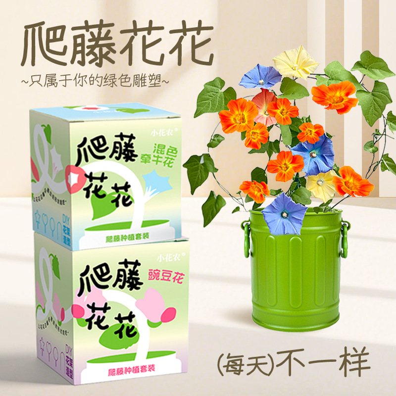 小花农趣味种植 迷你小盆栽爬藤花花小油桶 植物生长观察 办公室